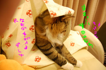 まるこいせなかやなー