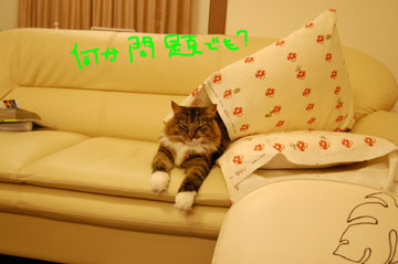何か問題でも？
