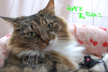 ねずとまったりんこ