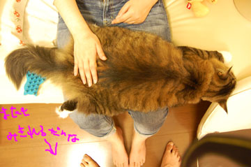上からみるケツトン