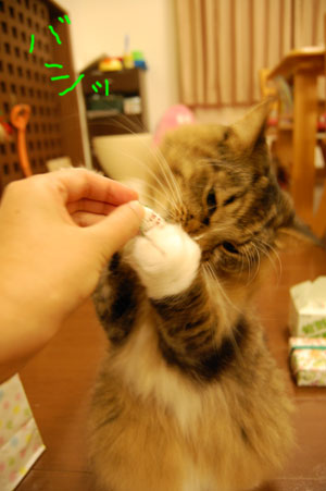 バシッ