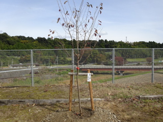 山守小学校記念植樹04