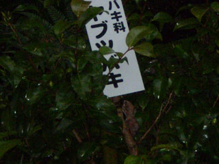 ヤブツバキ